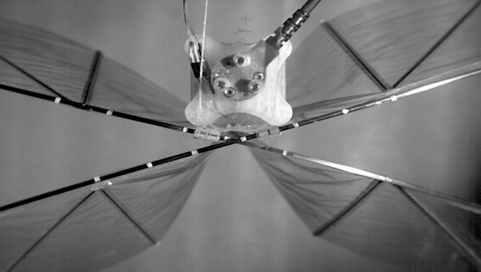 ornithopter model