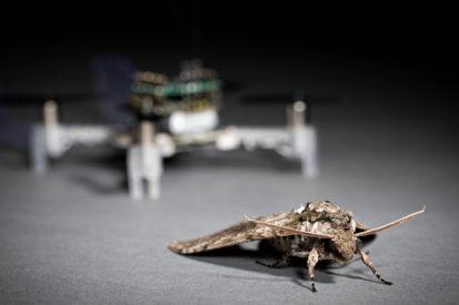 moth in front of an autonomous drone