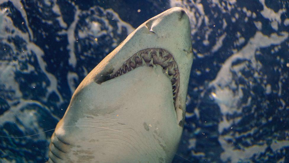 close of a great white shark's jaw, shot from below