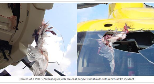 Birds striking the cockpit windshield